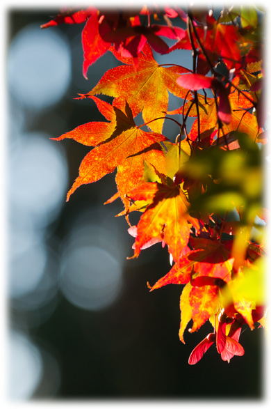 Herbststimmung im Berggarten in Herrenhausen