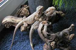 Durch Anklicken gehts zum gro�en Foto