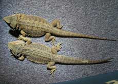 Durch Anklicken gehts zum gro�en Foto