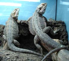 Durch Anklicken gehts zum gro�en Foto